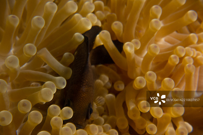 幼年小丑鱼图片素材