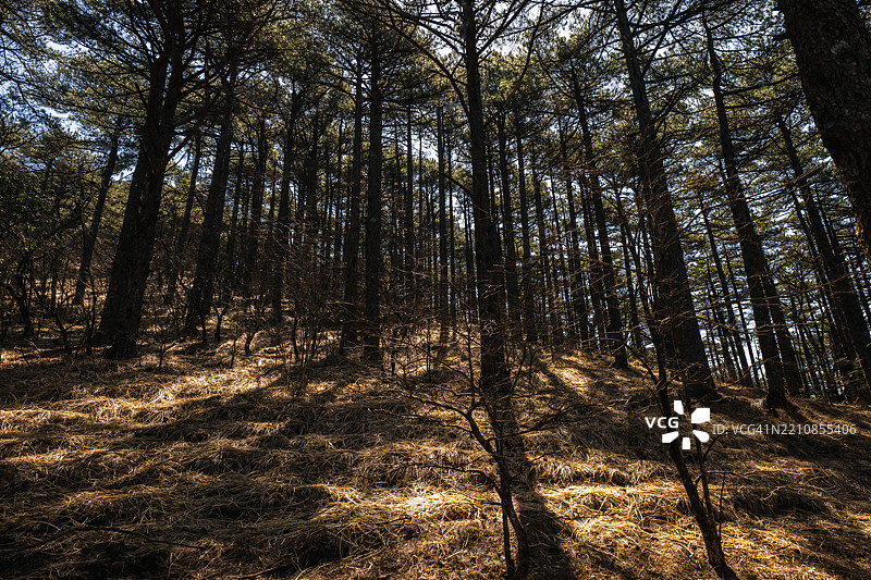 阳光透过茂密的松树林图片素材