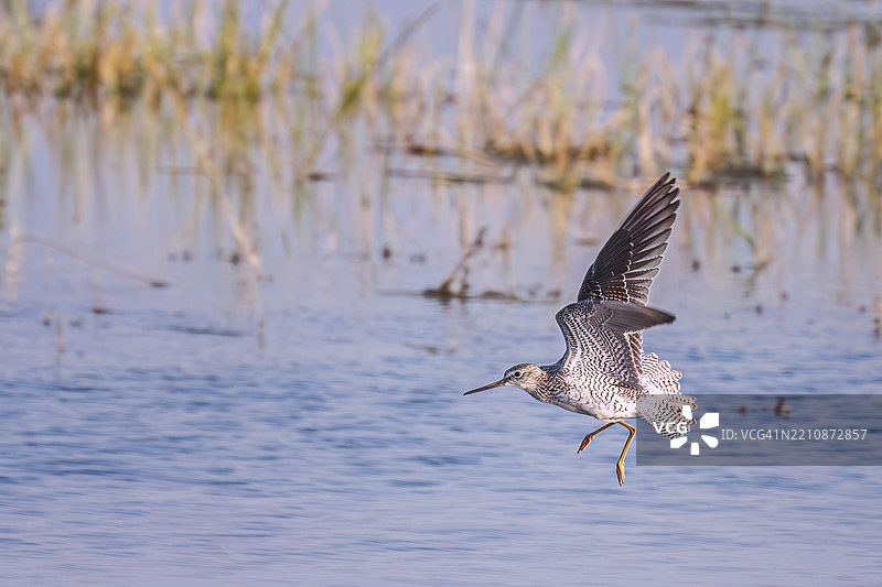 佛罗里达州庞塔戈尔达附近的巴布科克野生动物管理区飞翔的威尔特鸟图片素材
