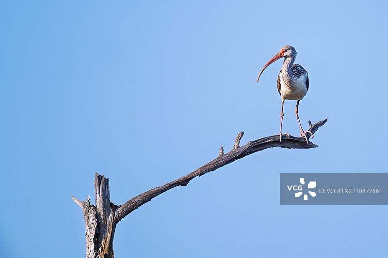 棕色鹮栖息在佛罗里达州庞塔戈尔达附近的巴布科克野生动物管理区的一根树桩上图片素材
