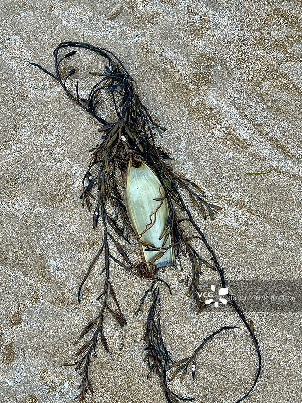 小斑点猫鲨卵囊（Scyliorhinus canicula）图片素材