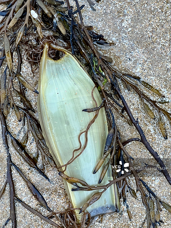 小斑点猫鲨卵囊 (Scyliorhinus canicula)图片素材