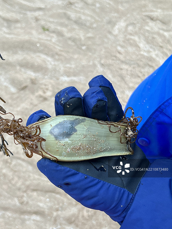 手中握着的小斑点猫鲨卵囊，内含胚胎（Scyliorhinus canicula）图片素材