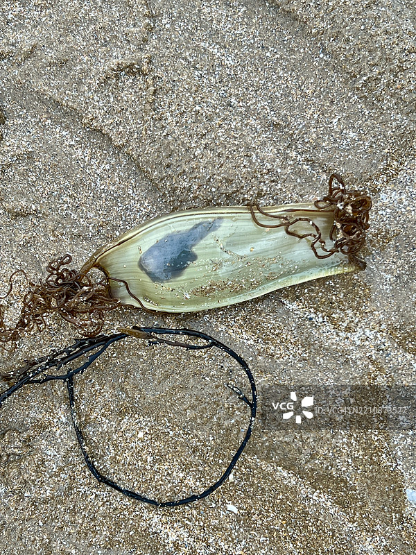 手中握着的小斑点猫鲨卵囊，内含胚胎（Scyliorhinus canicula）图片素材