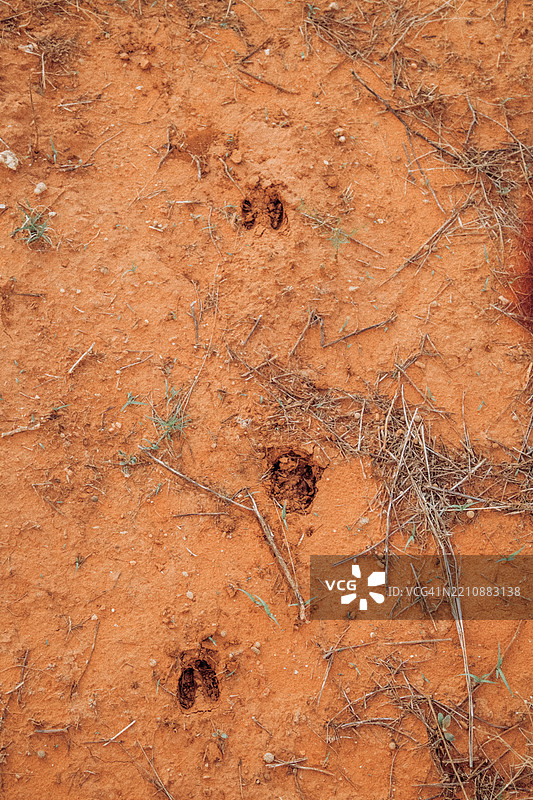 红色土壤表面上的动物足迹，伴有干草元素。干燥红土中的新鲜蹄印，散落着草和树枝。阳光明媚，地面平坦。图片素材