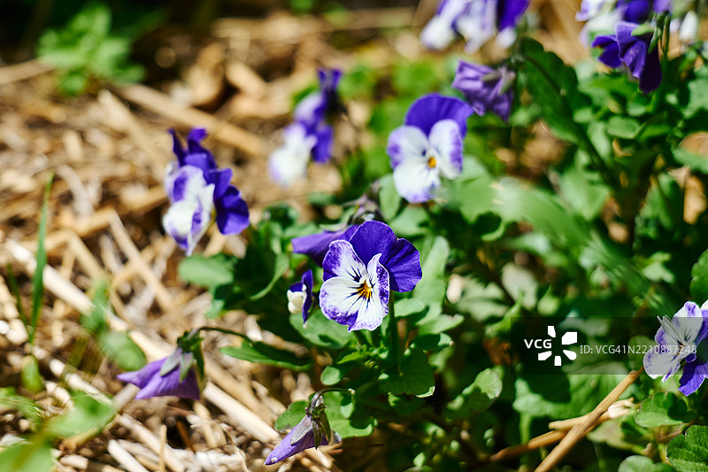 春季紫罗兰和三色堇的特写，花坛中的三色堇背景图片素材