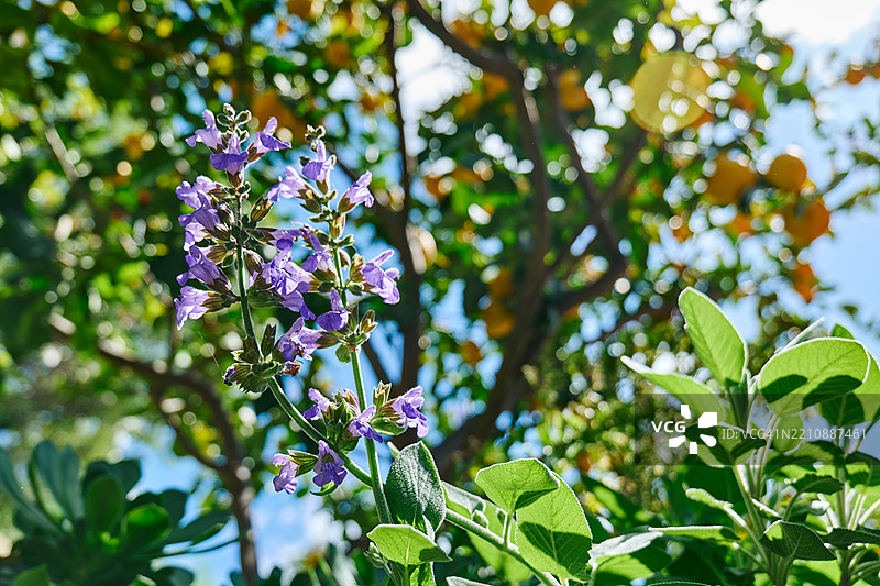 花园中盛开的紫色鼠尾草花。鼠尾草。图片素材