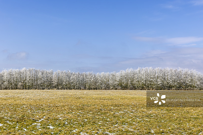 冬季风景中，树木上覆盖着白霜，蓝天映衬下的马克克雷贝格/莱比锡附近图片素材