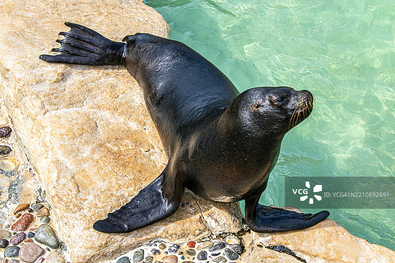 海狮。南美海狮，巴塔哥尼亚海狮，粗毛海狮，单鬃海狮，南方海狮，南美海狮。图片素材
