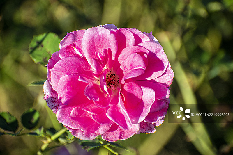 玫瑰。粉色花朵。阿根廷布宜诺斯艾利斯的巴勒莫玫瑰园。图片素材