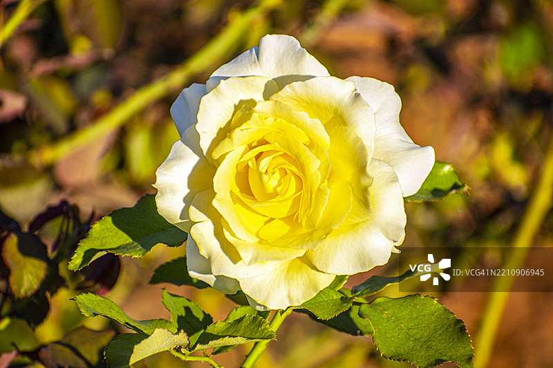 黄色玫瑰。黄色花朵。阿根廷布宜诺斯艾利斯的巴勒莫玫瑰园。图片素材