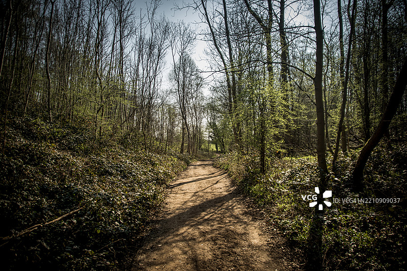 森林中的泥土小径图片素材