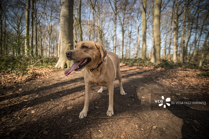 自然中的黄色拉布拉多犬图片素材