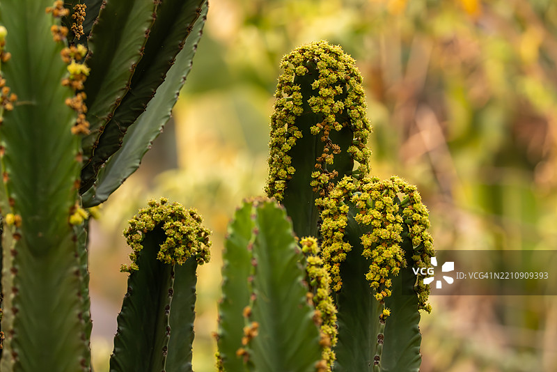 盛开的仙人掌图片素材
