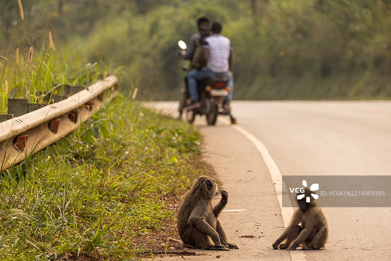 乌干达基巴莱国家公园的摩托车手附近的橄榄狒狒图片素材