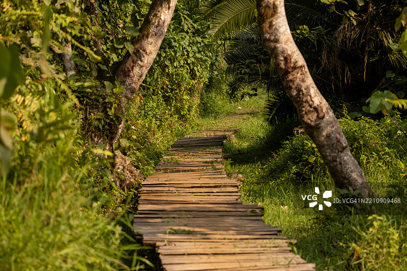 乌干达热带森林中的乡村木栈道图片素材
