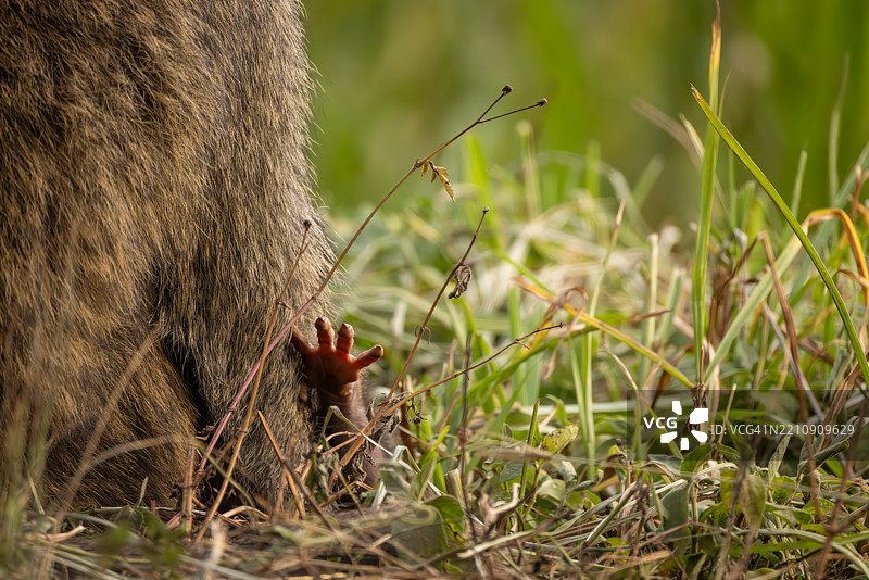 在乌干达野外，婴儿狒狒紧紧依偎在母亲身旁图片素材