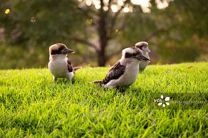 三只笑翠鸟在草地上图片素材