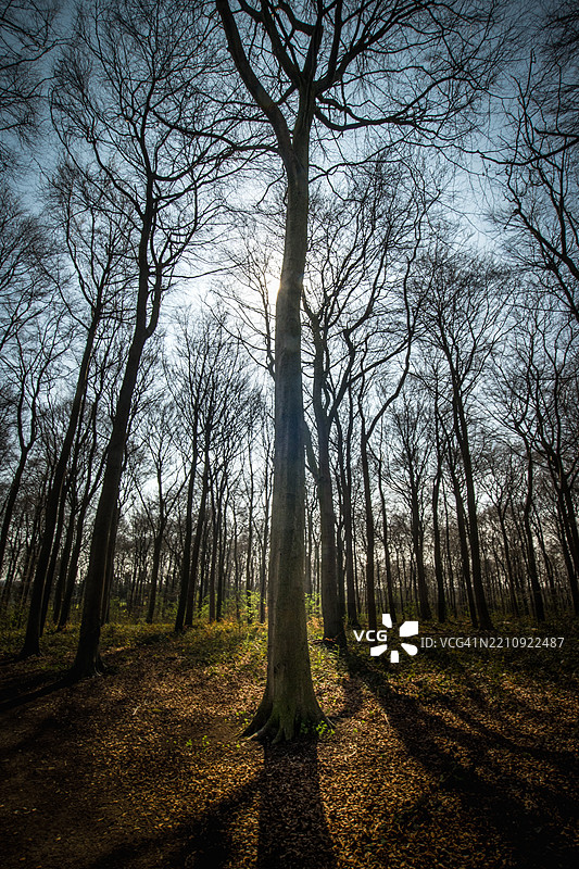 森林中的晨影图片素材