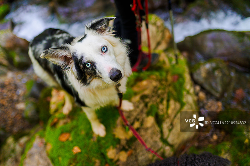 边境牧羊犬在山间小径上仰望图片素材