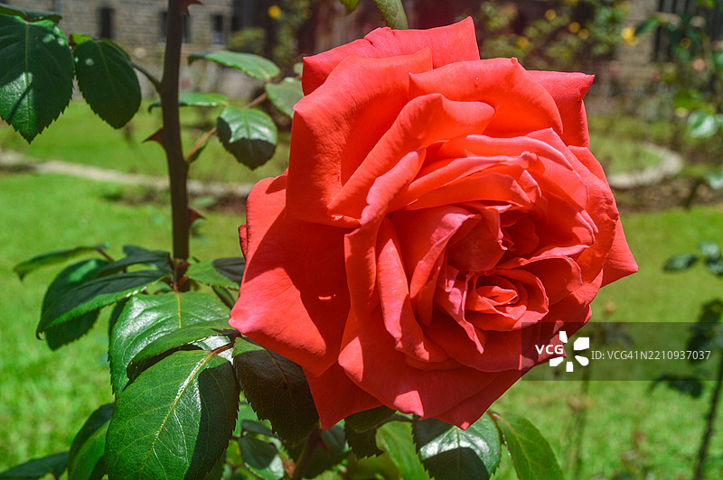 一朵红玫瑰花图片素材