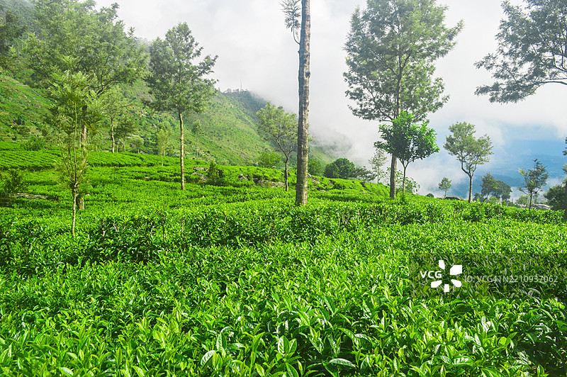 绿茶种植园图片素材