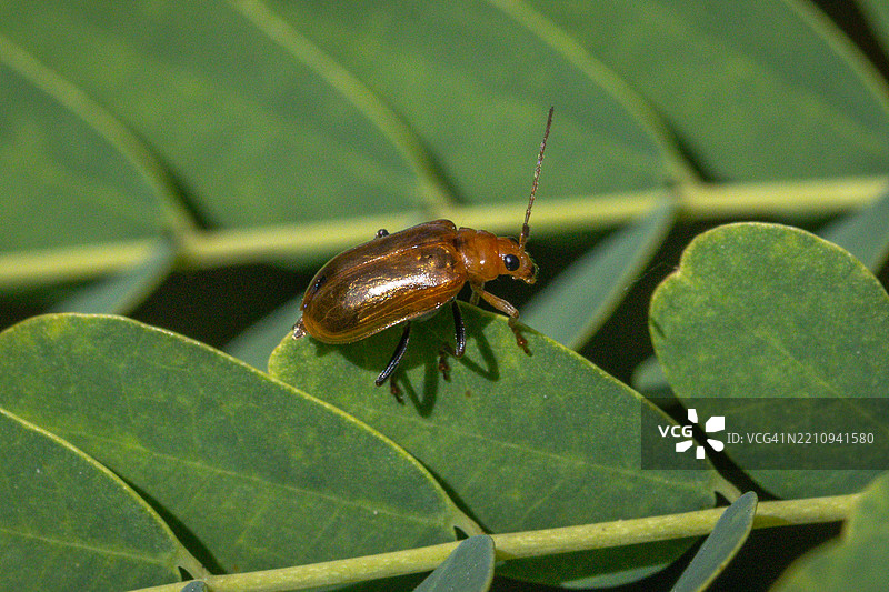 在印度尼西亚巴厘岛西德门雨林中的南瓜甲虫或葫芦甲虫。图片素材