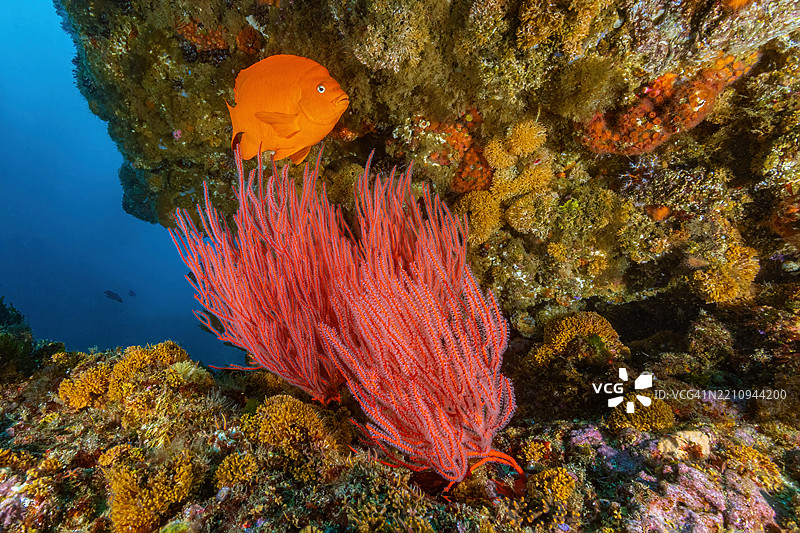 gorgonian6Sept13-24图片素材