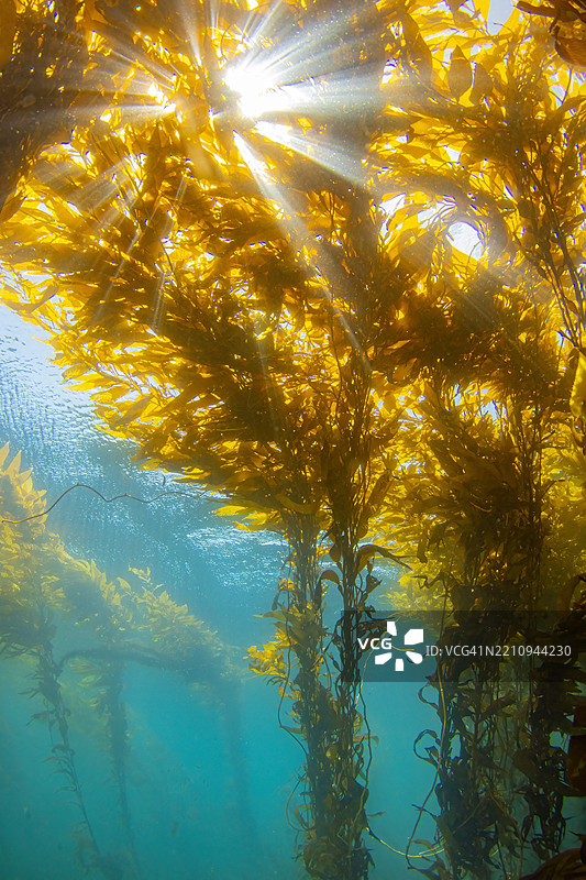 kelpsunburst2July26-24图片素材