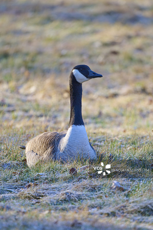 加拿大鹅（Branta canadensis），在德国黑森州的草地上，欧洲图片素材