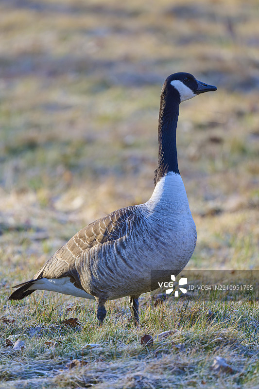 加拿大鹅（Branta canadensis），在德国黑森州的草地上，欧洲图片素材