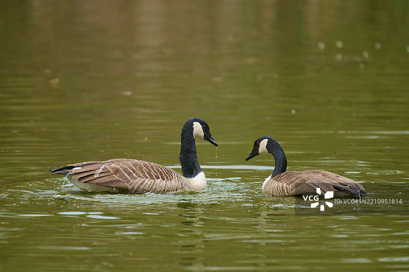 加拿大鹅（Branta canadensis），在水中游泳，德国，欧洲图片素材