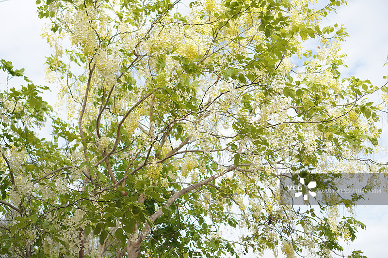 金链花，盛开的黄色花朵在花园中形成美丽的花束，背景模糊的自然景色图片素材