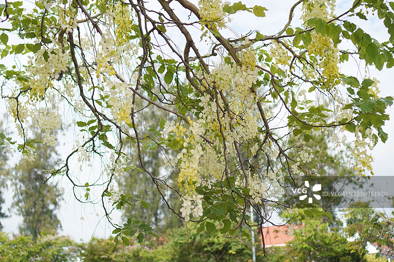 金链花，盛开的黄色花朵，花园中美丽的花束，背景模糊的自然景色图片素材