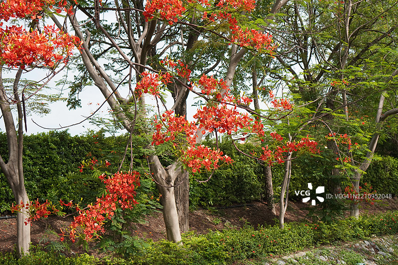 红花火焰树，皇家凤凰木（Delonix regia (Bojer) Raf.），盛开的树木与自然花园背景图片素材