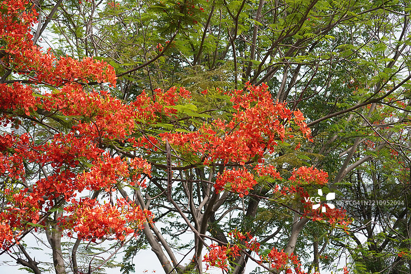 红花火焰树，皇家凤凰木（Delonix regia (Bojer) Raf.），盛开的树木与自然花园背景图片素材