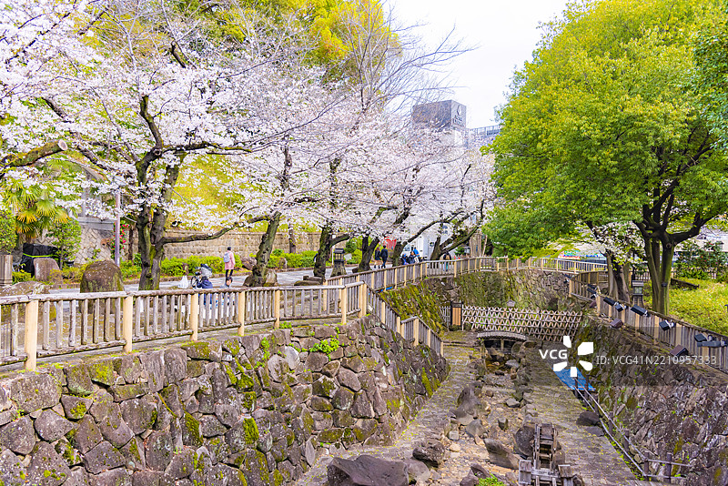 东京日本大冢水上乐园春季的粉色樱花树美景图片素材