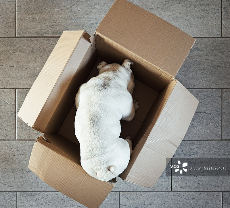 坐在纸箱里的英式斗牛犬图片素材