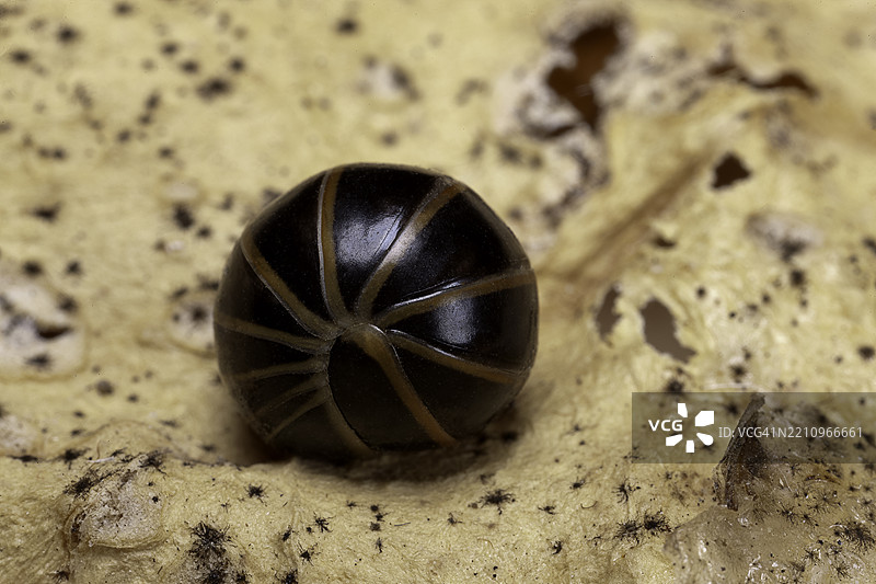 边缘千足虫（药丸千足虫） - 卷起来的状态图片素材