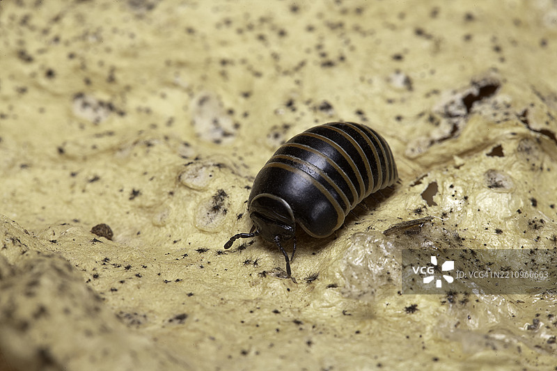 边缘千足虫（药丸千足虫）图片素材