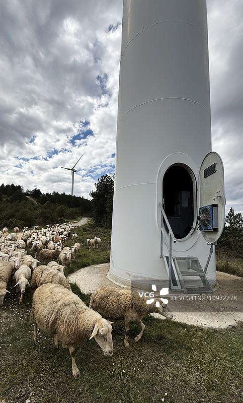 羊群在山地风电机组基地附近放牧。可持续农业和能源实践图片素材