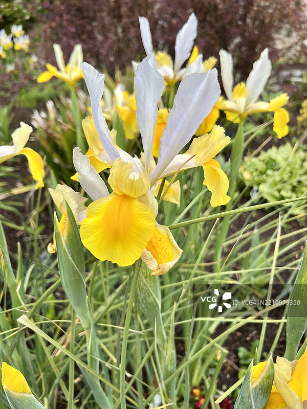 荷兰鸢尾（Dutch Iris x hollandica）是一种属于鸢尾科的球根多年生植物。图片素材