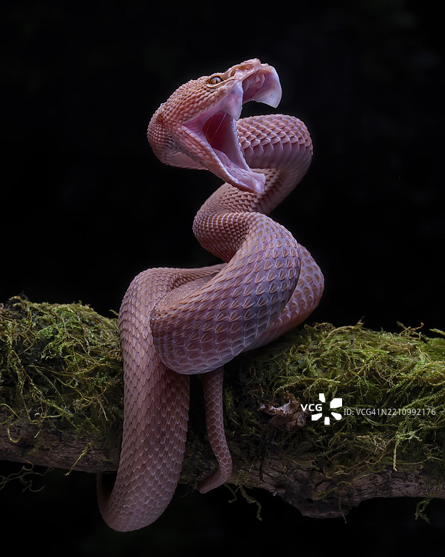 红树林蝮蛇图片素材