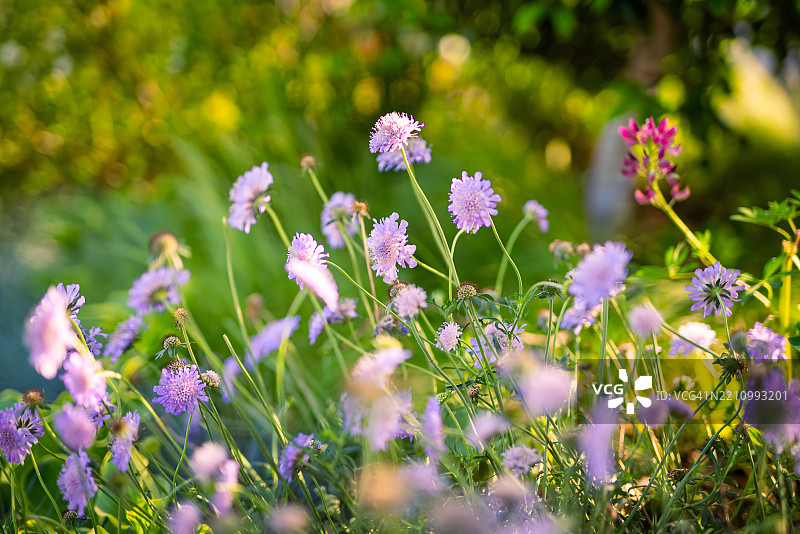 春天盛开的矢车菊植物田野图片素材