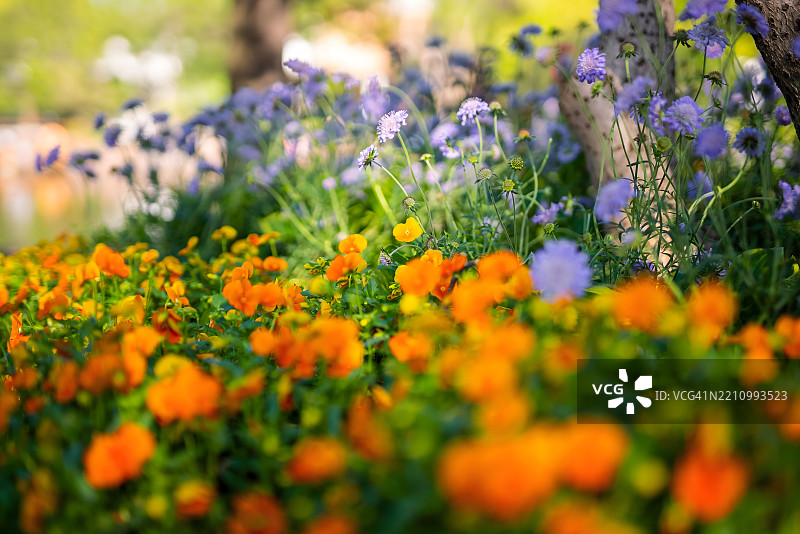 春天盛开的矢车菊和橙色的角堇花田图片素材