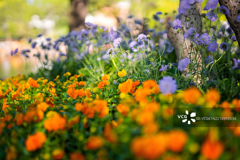 春天盛开的紫菊花和橙色角堇菜的田野图片素材