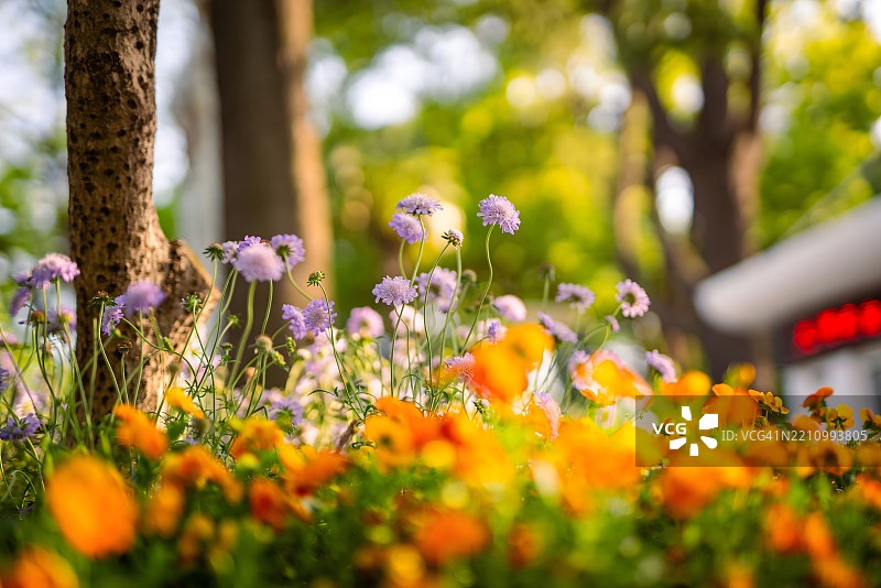 春季盛开的矢车菊和橙色角堇菜的花田图片素材