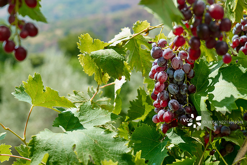 秋季花园中用于红酒的紫色葡萄串。收获时节。葡萄藤上挂着黑色葡萄和绿色叶子。图片素材