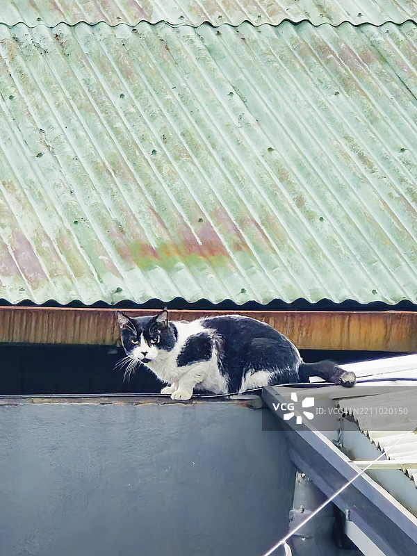 白天流浪公猫在锌屋顶上行走图片素材