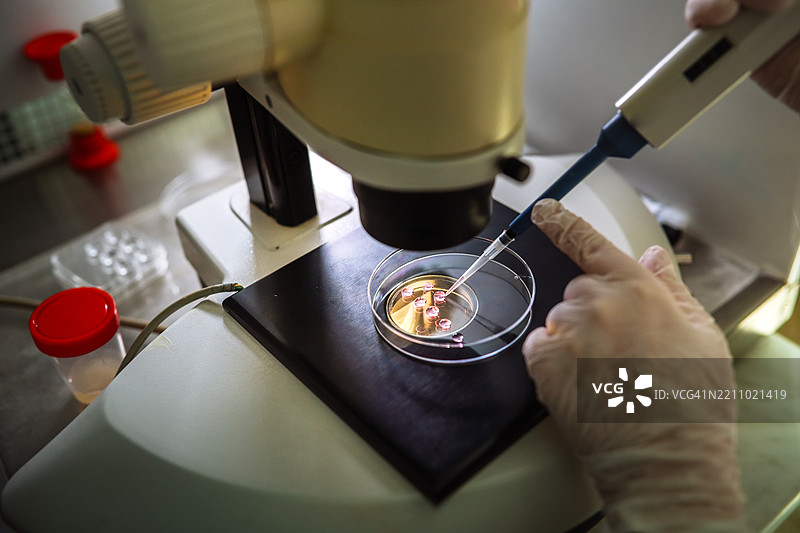 受精后在干净的培养皿中准备的微观胚胎图片素材